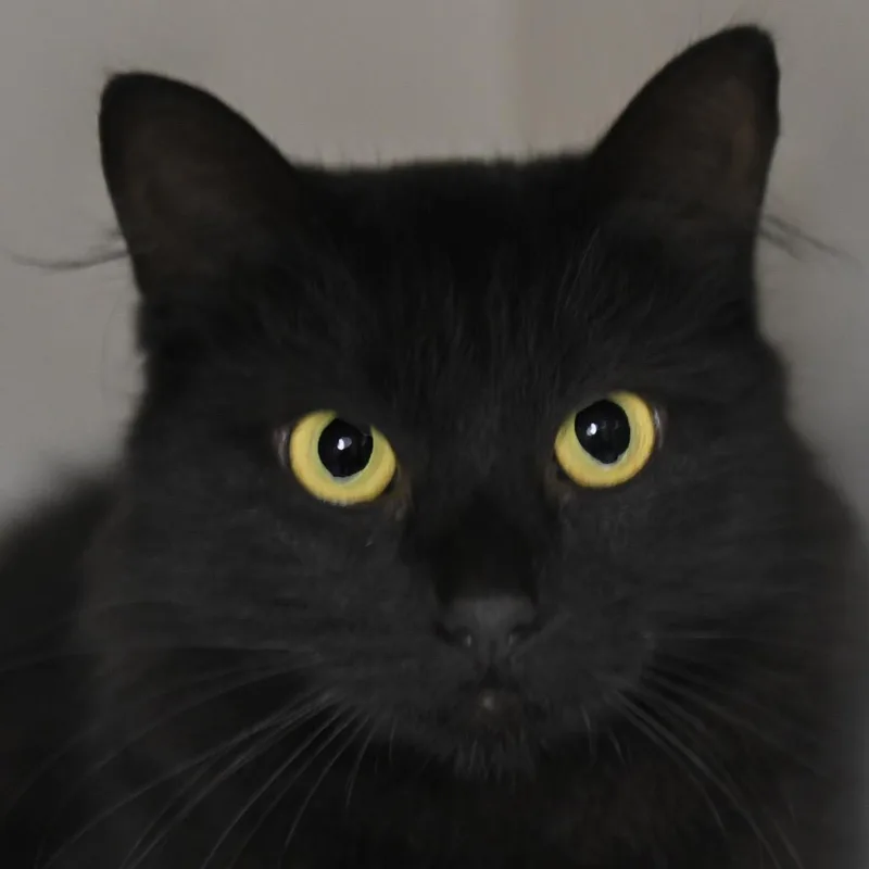 An adult medium-sized female Black Domestic Medium Hair cat named Eris for adoption in Redwood City, CA