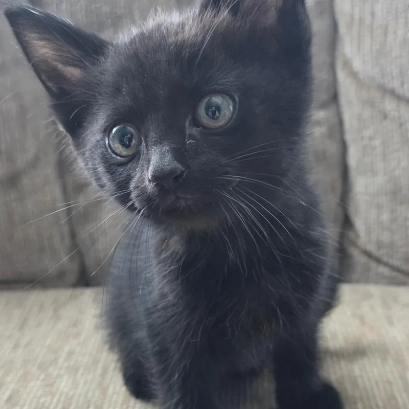 A baby small-sized male Black Domestic Short Hair cat named Jet for adoption in Kansas City, MO