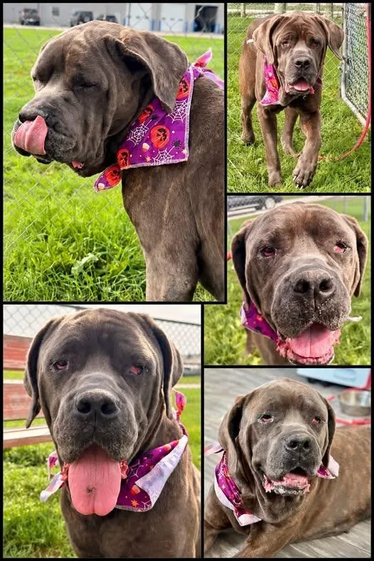 An adult large-sized female Mastiff dog named Emmy for adoption in Rensselaer, IN