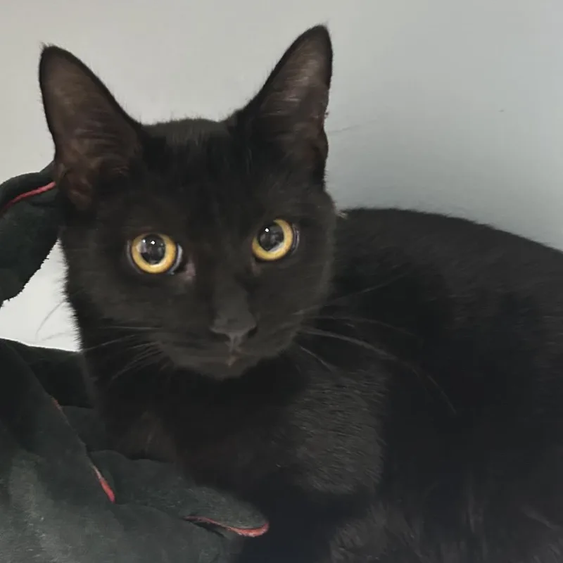 A young medium-sized female Black Domestic Short Hair cat named Reyna for adoption in Chattanooga, TN