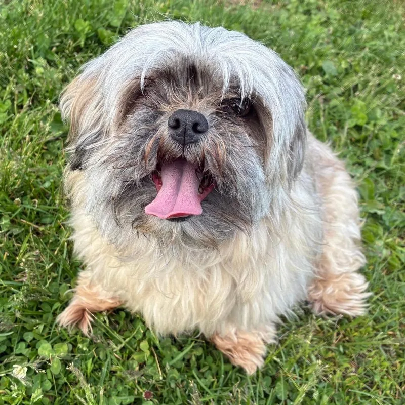 A senior small-sized female Apricot / Beige Shih Tzu dog named Greta for adoption in Quakertown, PA