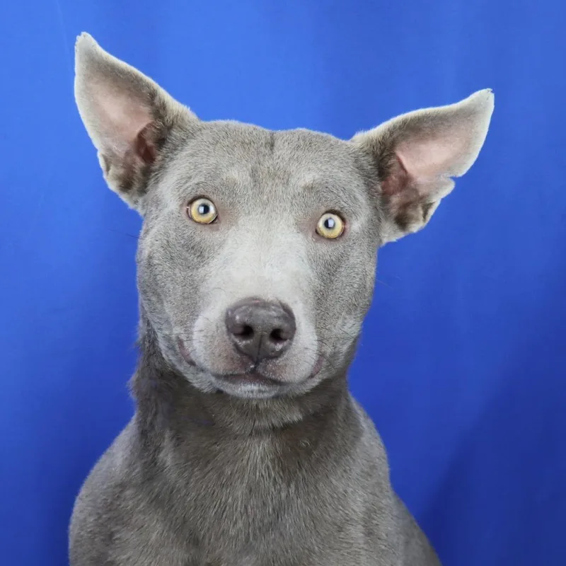 Smokie  T thumbnail 3