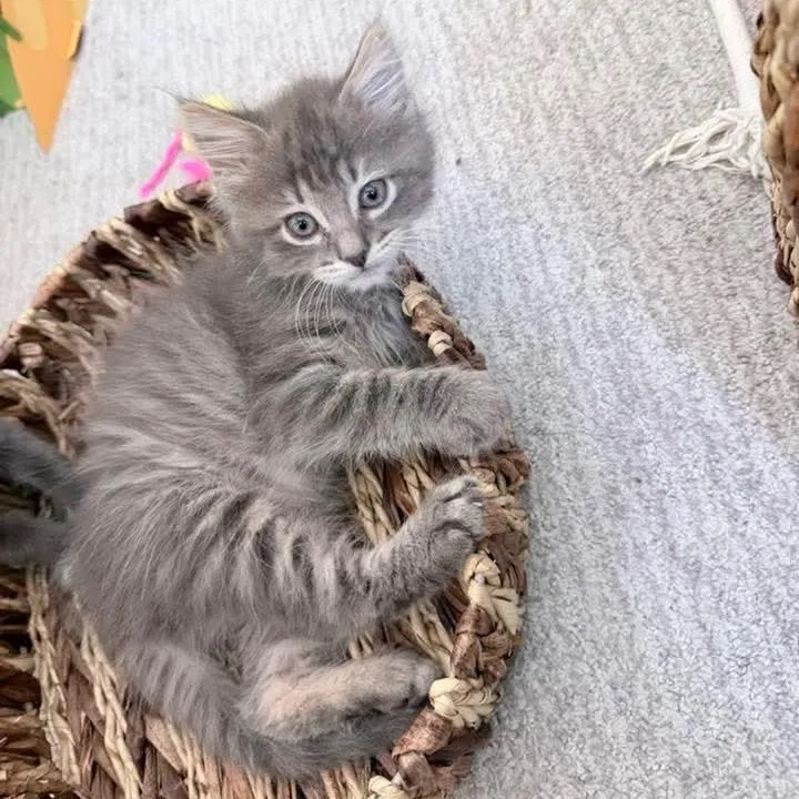 A baby medium-sized male Tabby (Gray / Blue / Silver) Tabby cat named Corn for adoption in Kentwood, MI