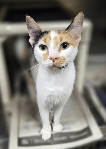 A young medium-sized female Domestic Short Hair cat named Tootise for adoption in Westland, MI