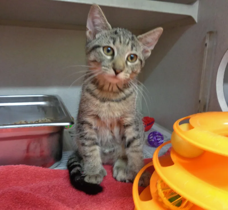 A baby small-sized male Brown / Chocolate Extra-Toes Cat / Hemingway Polydactyl cat named Ziploc for adoption in Delhi, NY