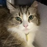 An adult medium-sized female Tabby (Gray / Blue / Silver) Domestic Long Hair cat named Genevieve for adoption in Lansing, MI