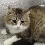 Genevieve thumbnail 2