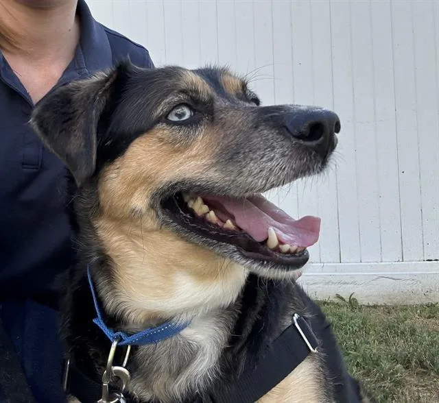 An adult medium-sized female German Shepherd Dog dog named Lola for adoption in Boston, MA