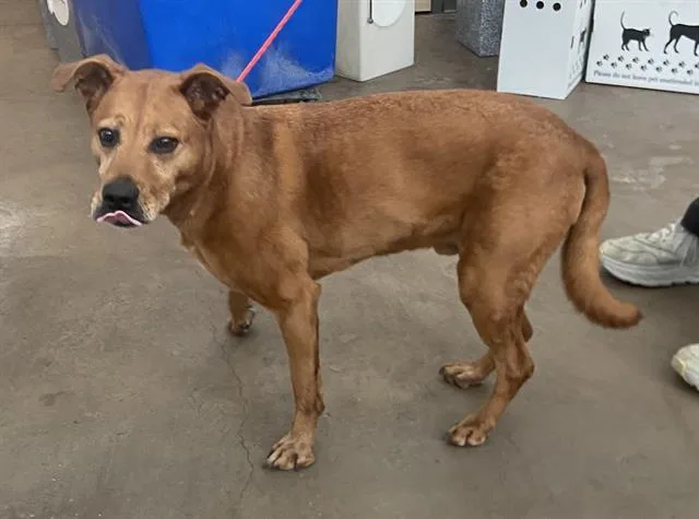 An adult medium-sized male Labrador Retriever dog named Maximus for adoption in Dallas, TX