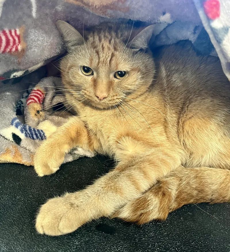 An adult medium-sized male Tabby (Orange / Red) Domestic Short Hair cat named Atomic Tangerine for adoption in Seville, OH