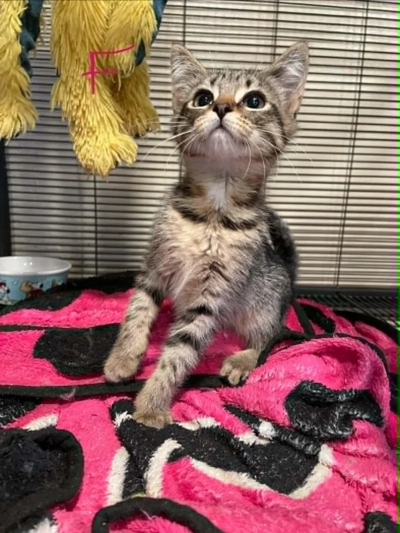 A young medium-sized male Domestic Short Hair cat named Peggy for adoption in Bishopville, SC