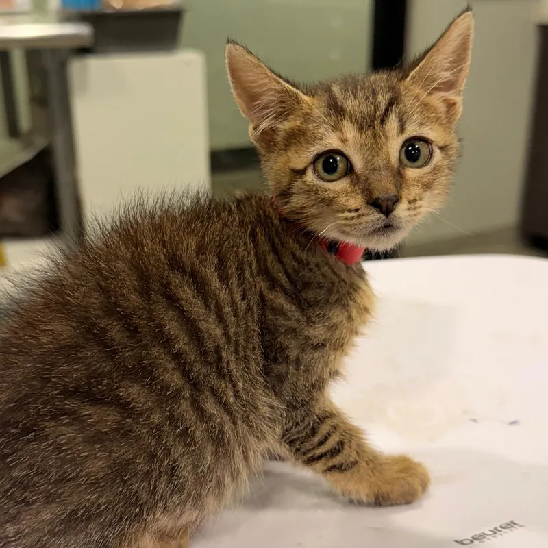 A baby small-sized female Gray / Blue / Silver Domestic Short Hair cat named Tweety for adoption in Tampa, FL
