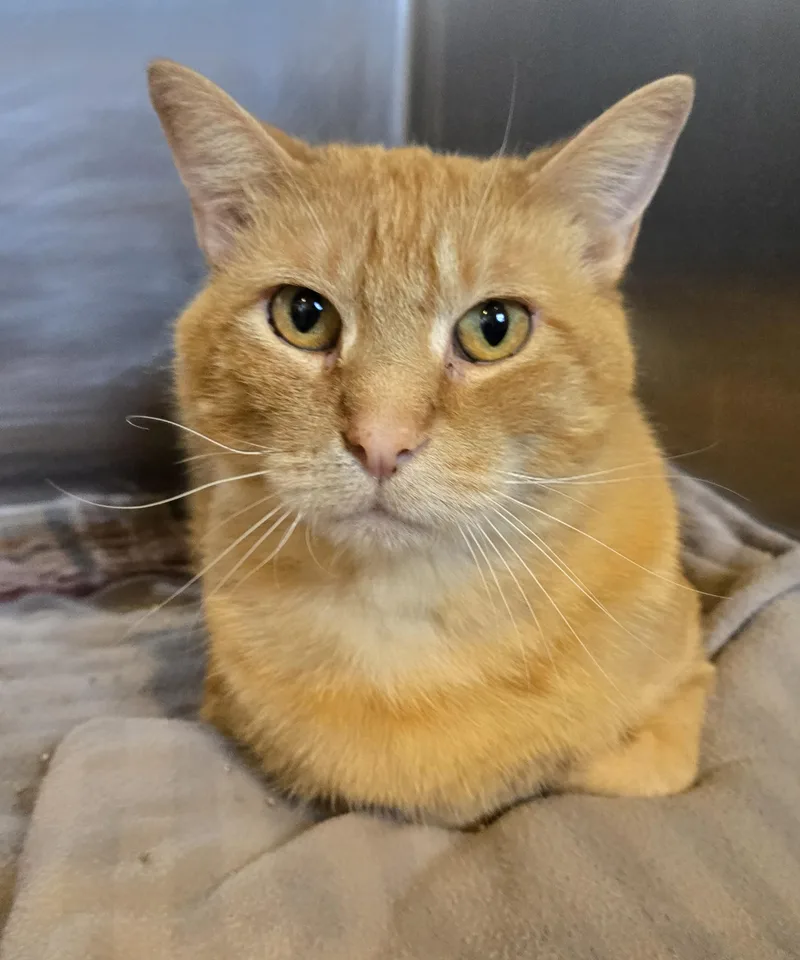 An adult large-sized male Orange & White Domestic Short Hair cat named Buddy for adoption in Bloomsdale, MO