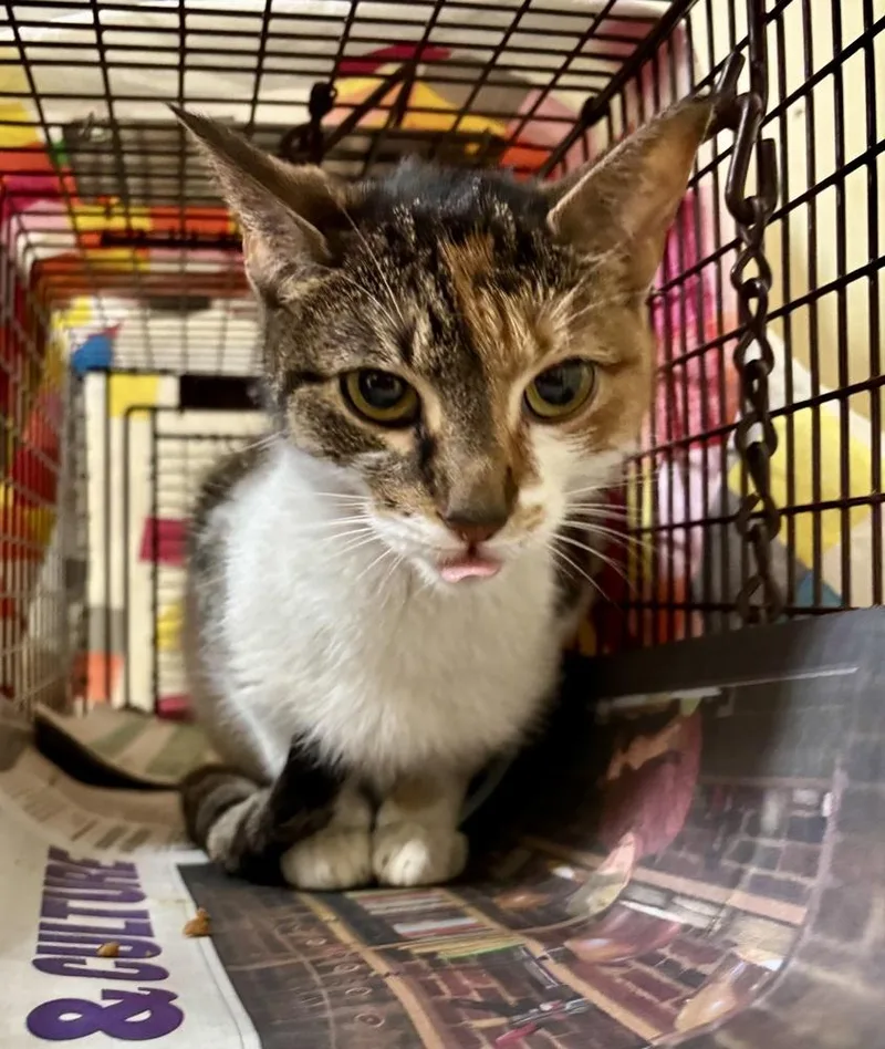A young small-sized female Orange & White Domestic Short Hair cat named Calla for adoption in Telford, PA