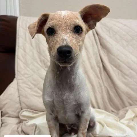 A baby small-sized male Terrier dog named Ernie for adoption in Alma, WI