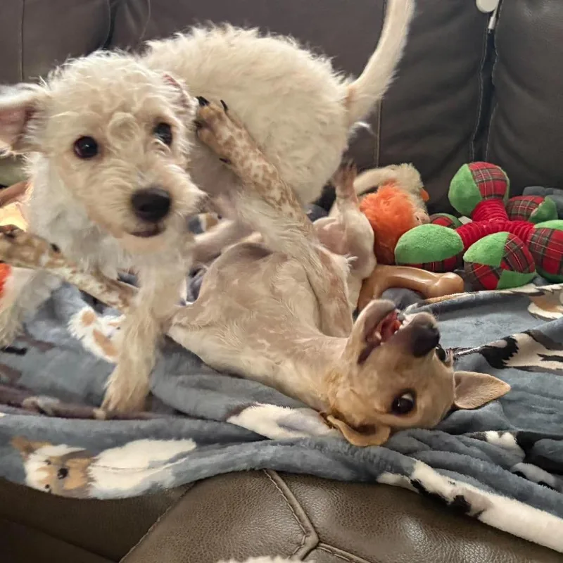 Ernie thumbnail 4