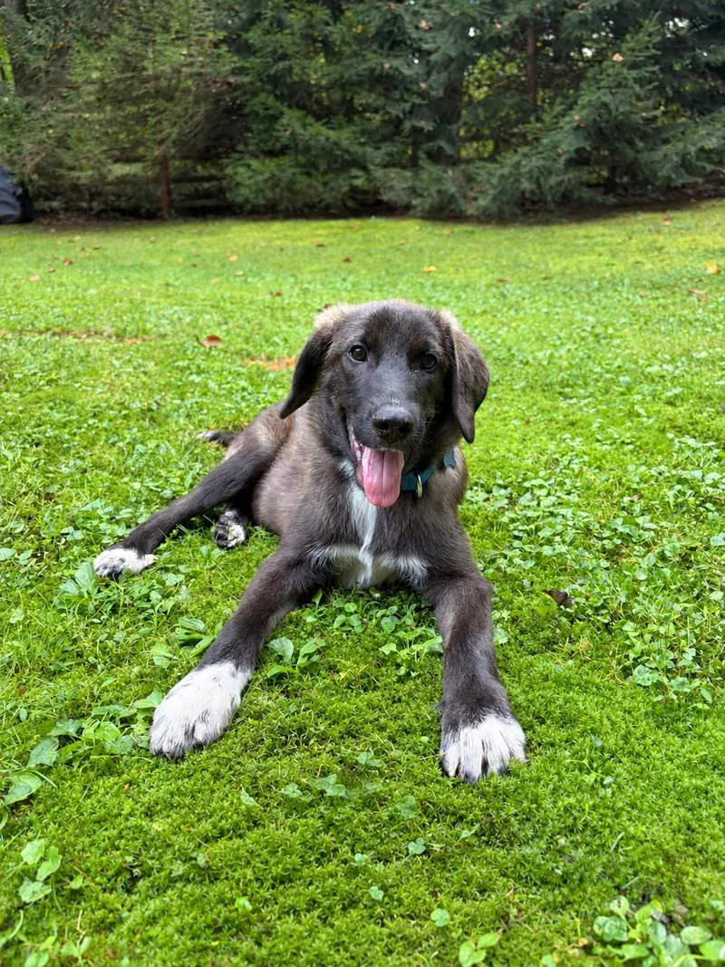 A young medium-sized female Mixed Breed dog named Nala for adoption in Columbia, MD