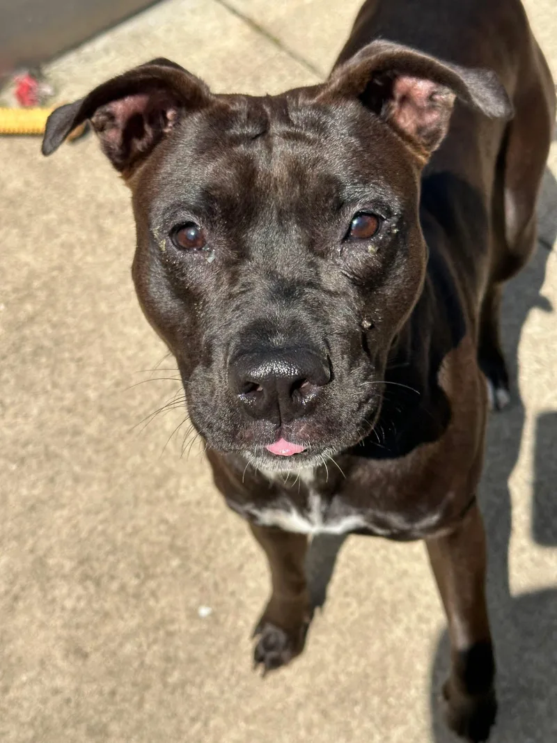 An adult medium-sized female Black Pit Bull Terrier dog named Whirlybird for adoption in Chicago, IL