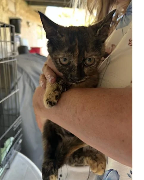 A baby small-sized female Domestic Short Hair cat named Calyspo for adoption in La Jolla, CA