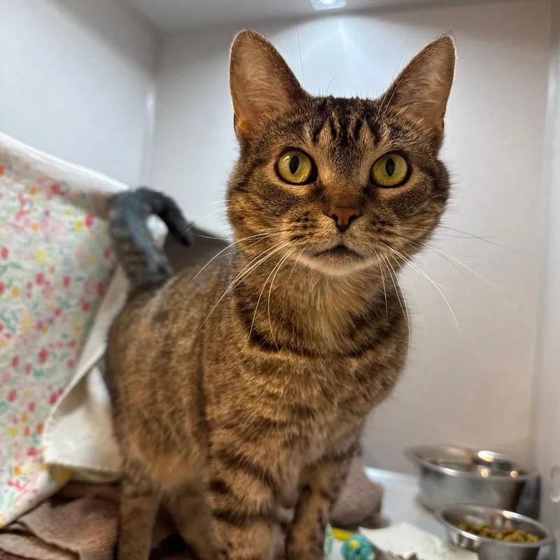 A senior medium-sized female Brown / Chocolate Domestic Short Hair cat named Mia for adoption in Pittsburgh, PA
