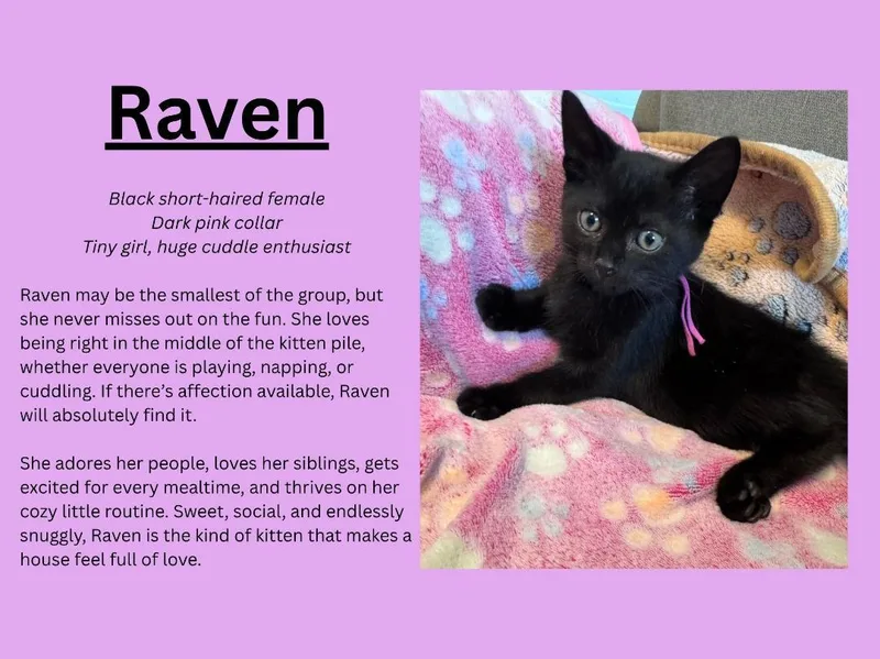 A baby medium-sized female Black Domestic Short Hair cat named Raven for adoption in Terrell, TX