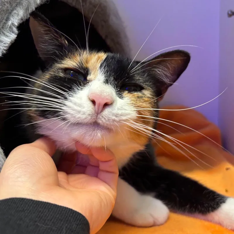An adult large-sized female White Domestic Short Hair cat named Margo for adoption in Westhampton, NY