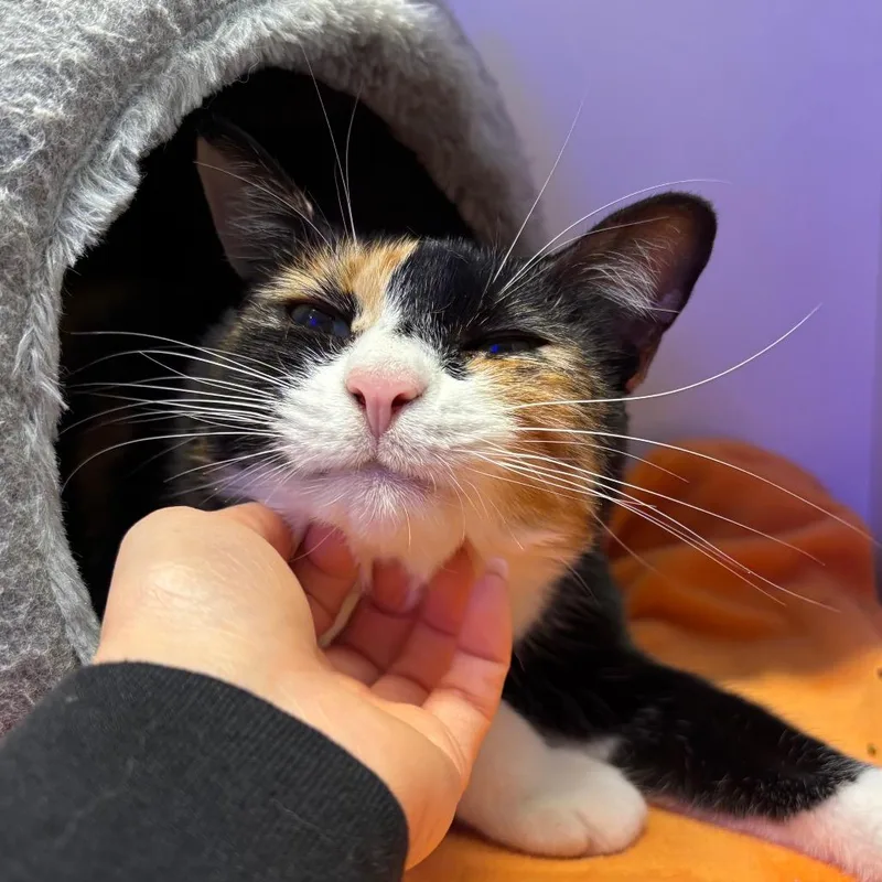 Margo thumbnail 3