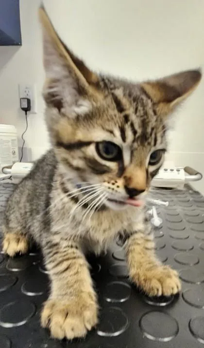 A young small-sized male Domestic Short Hair cat named Balloon for adoption in Roseville, CA