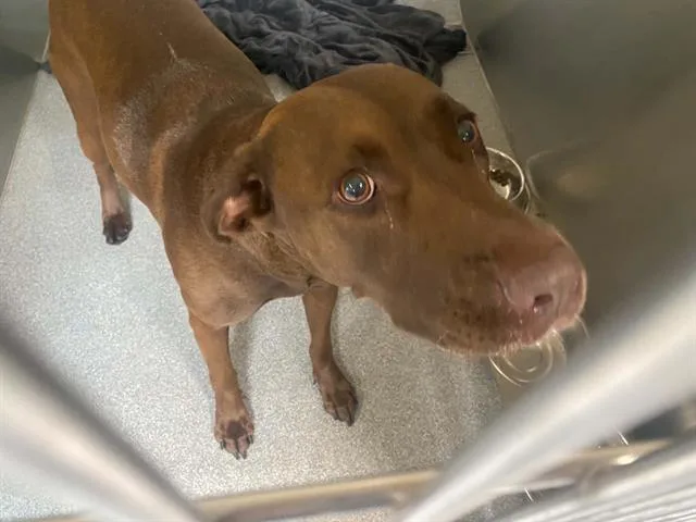 An adult medium-sized female Labrador Retriever dog named Pidgey for adoption in Tustin, CA
