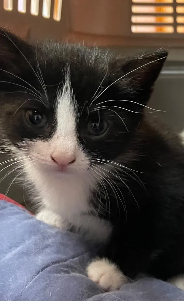 A baby small-sized female Domestic Short Hair cat named Etsy for adoption in Westfield, NY