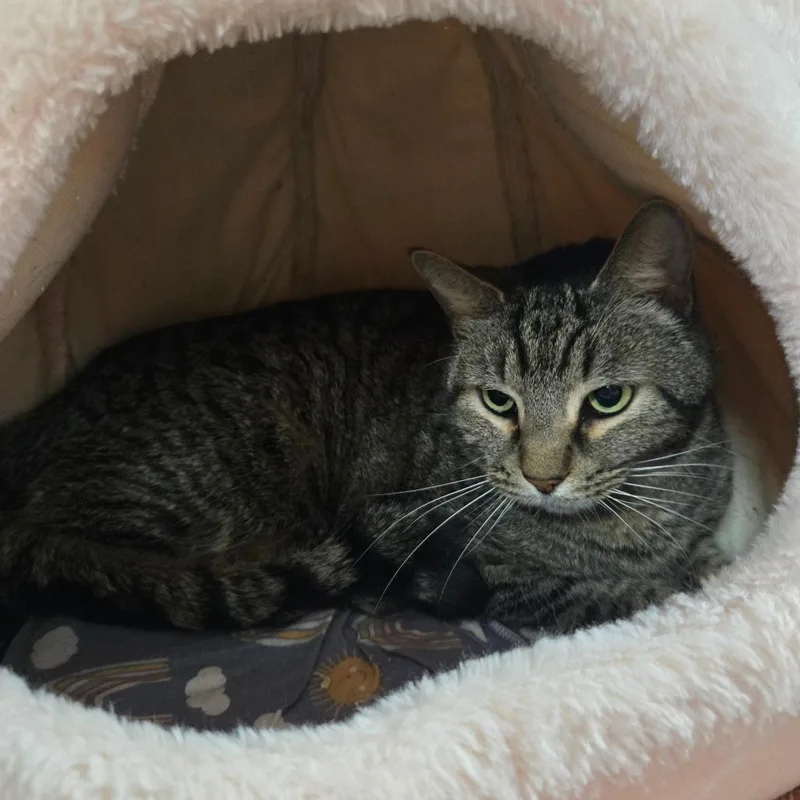 Boy George Washington Petco