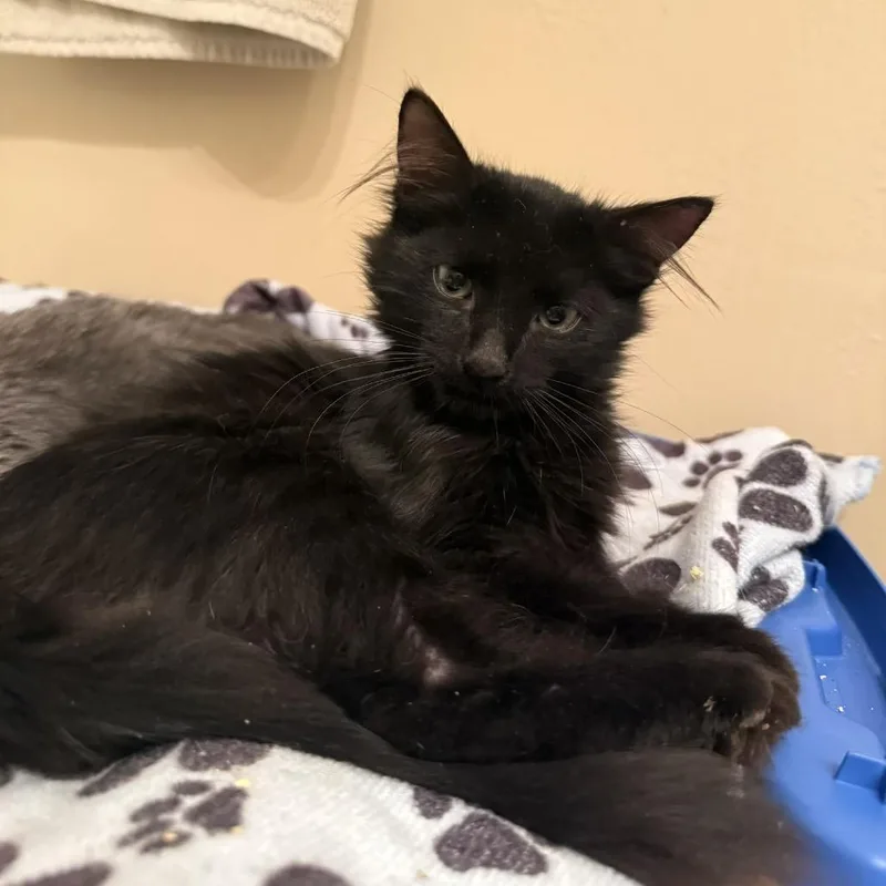A baby small-sized male Black Domestic Long Hair cat named Spenser for adoption in Long Beach, CA