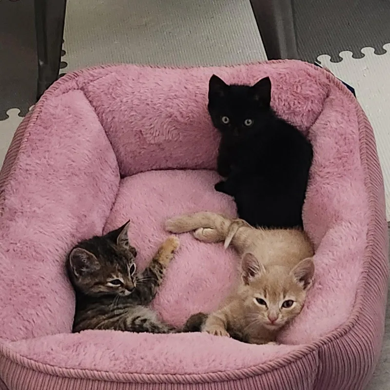 A baby medium-sized male Black Bombay cat named Shadow for adoption in Walnut Creek, CA