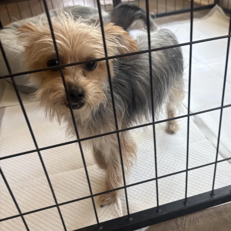 An adult small-sized female Gray / Blue / Silver Yorkshire Terrier dog named Lola for adoption in Lakehead, CA