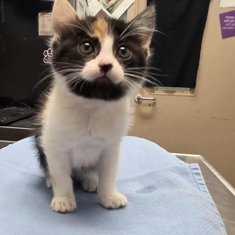 A baby small-sized female Calico Domestic Short Hair cat named Kara ZorEl for adoption in Tacoma, WA