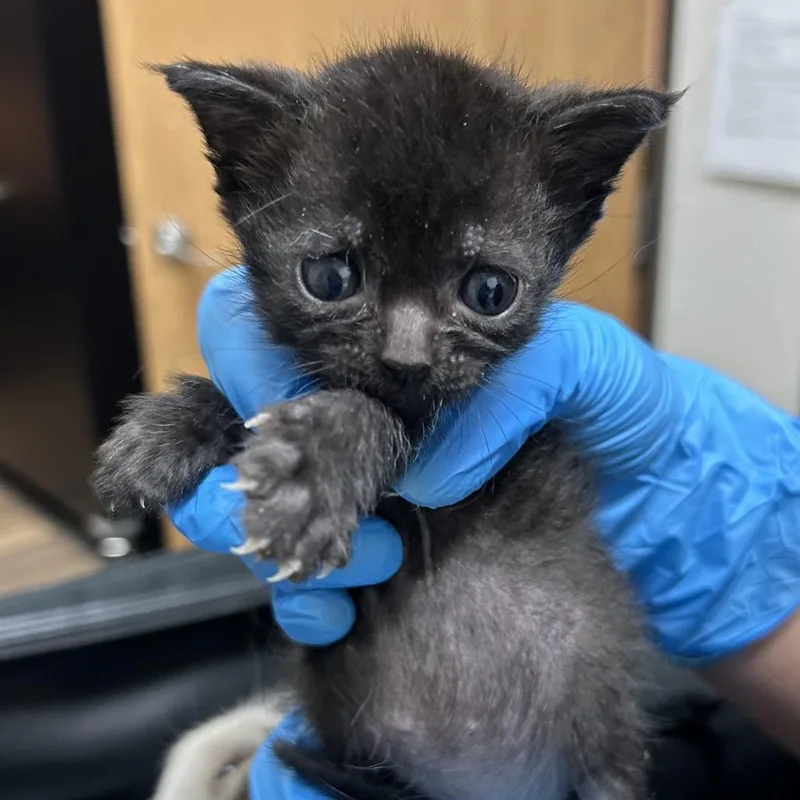 A baby small-sized female Domestic Short Hair cat named Jade for adoption in Pensacola, FL