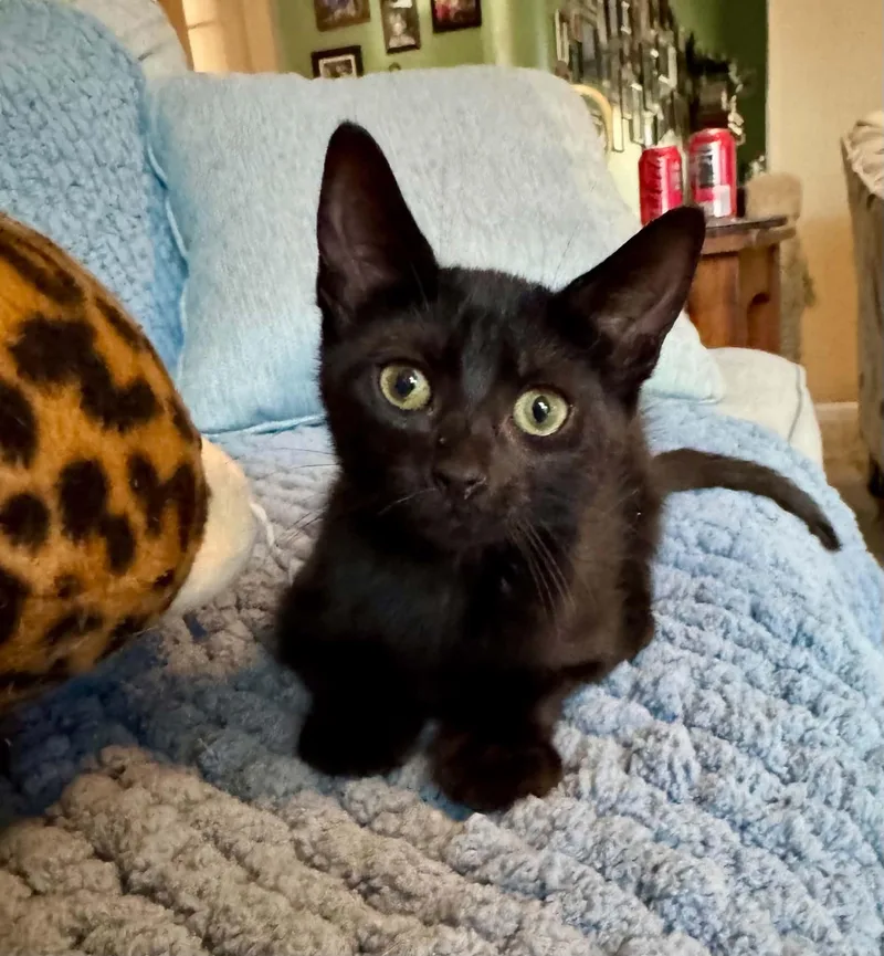 A young medium-sized male Domestic Short Hair cat named Pearl for adoption in Jacksonville, FL