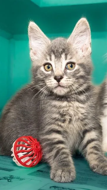A baby medium-sized male Domestic Short Hair cat named Tilapia for adoption in Cookeville, TN