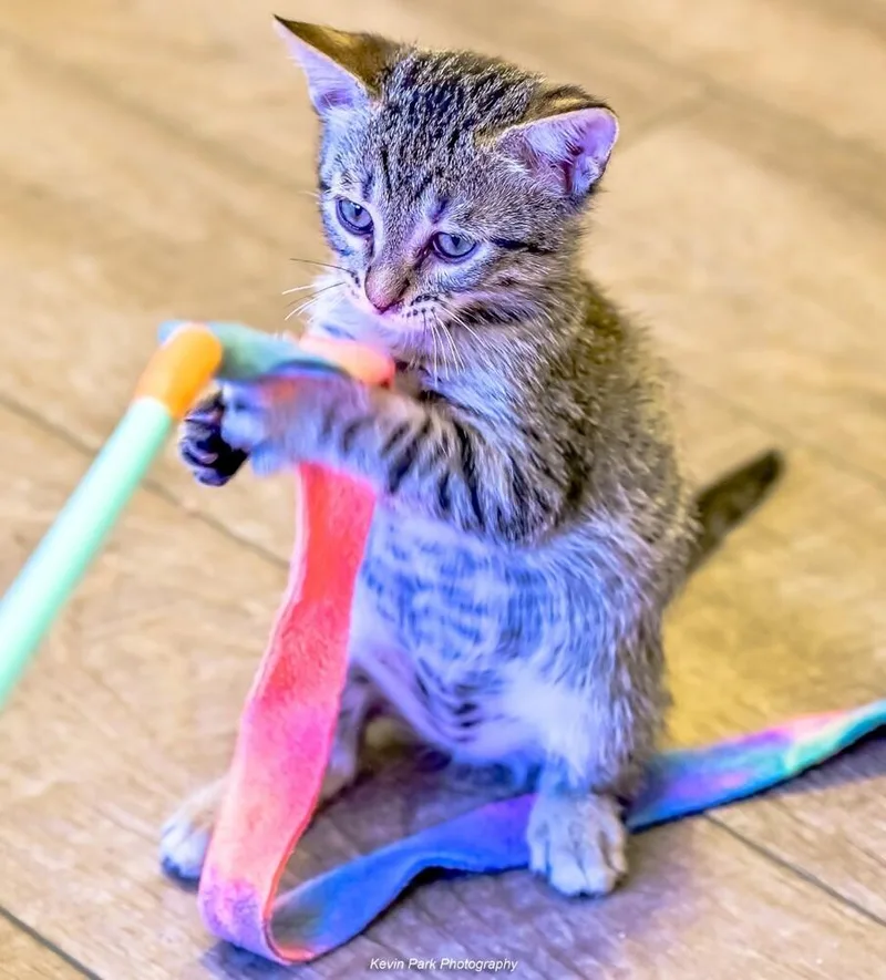 A baby small-sized male Domestic Short Hair cat named Rotini for adoption in Green Valley, AZ