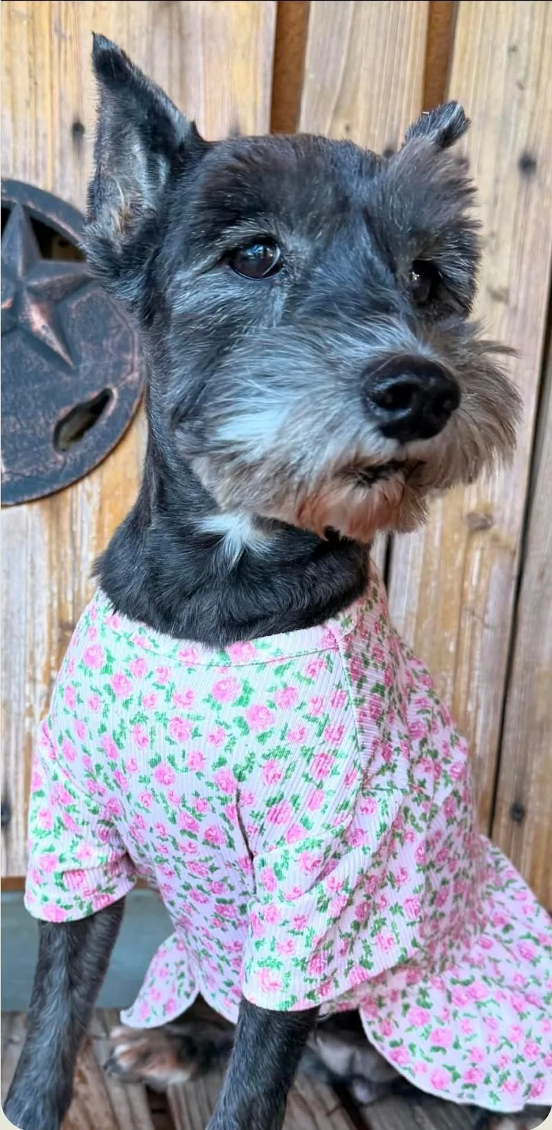 An adult small-sized female Miniature Schnauzer dog named LuLu for adoption in Garden Valley, ID