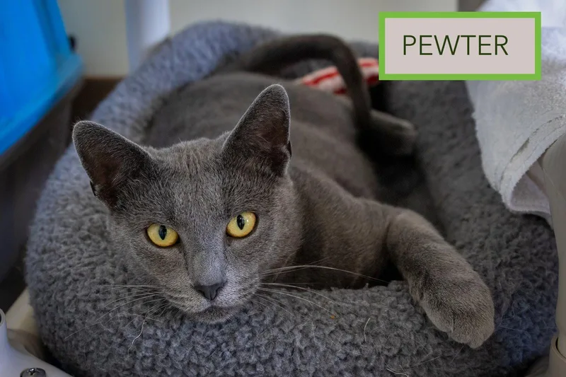 Pewter thumbnail 2