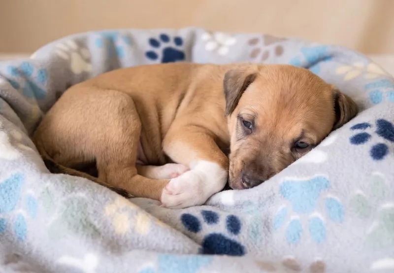 A baby medium-sized female Labrador Retriever dog named Jolly for adoption in Crown Point, IN