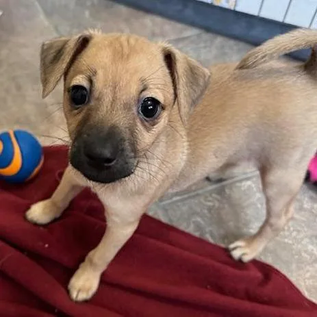 A baby small-sized female Chihuahua dog named Carly for adoption in San Antonio, TX