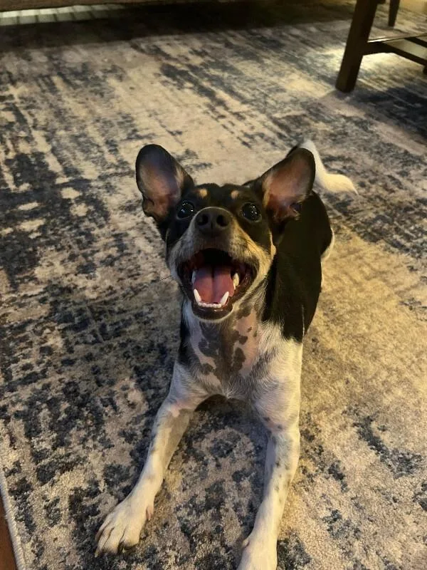 An adult small-sized male Rat Terrier dog named Rex for adoption in North Bend, WA