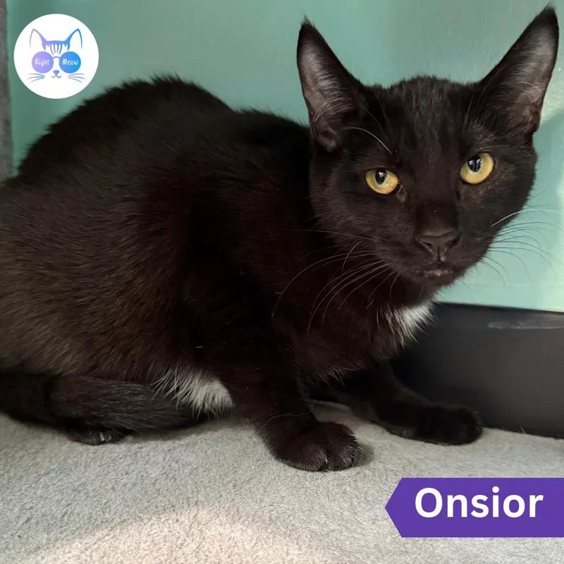 Onsior thumbnail 2