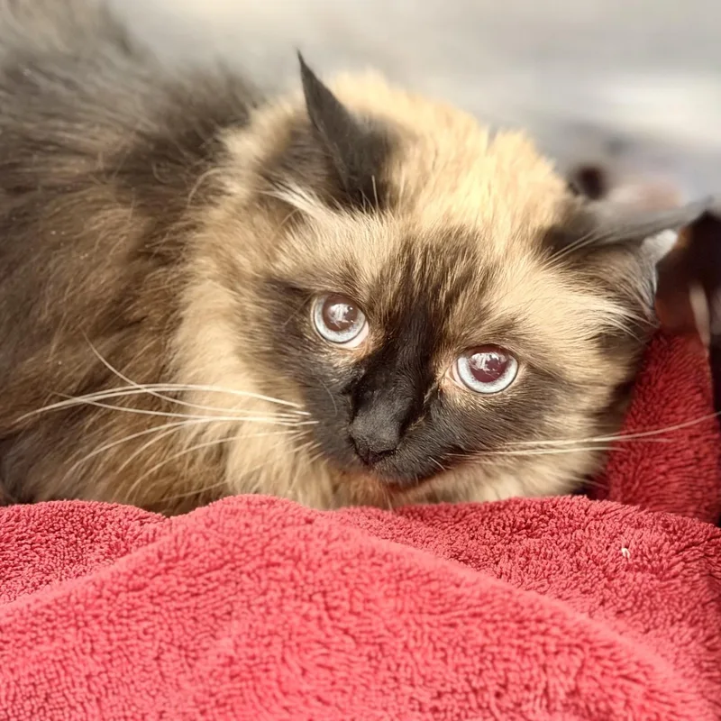 An adult medium-sized female Himalayan cat named Acacia for adoption in Manahawkin, NJ