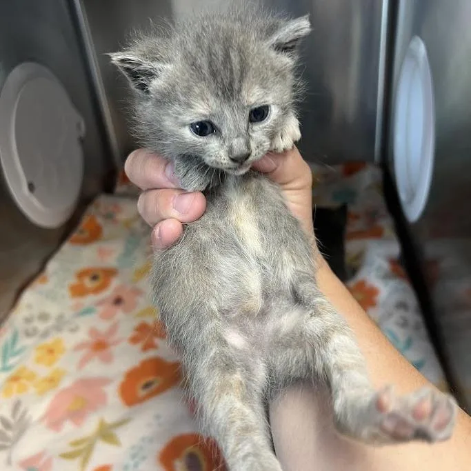 A baby small-sized female Tortoiseshell Domestic Short Hair cat named Sneezy for adoption in Redwood City, CA