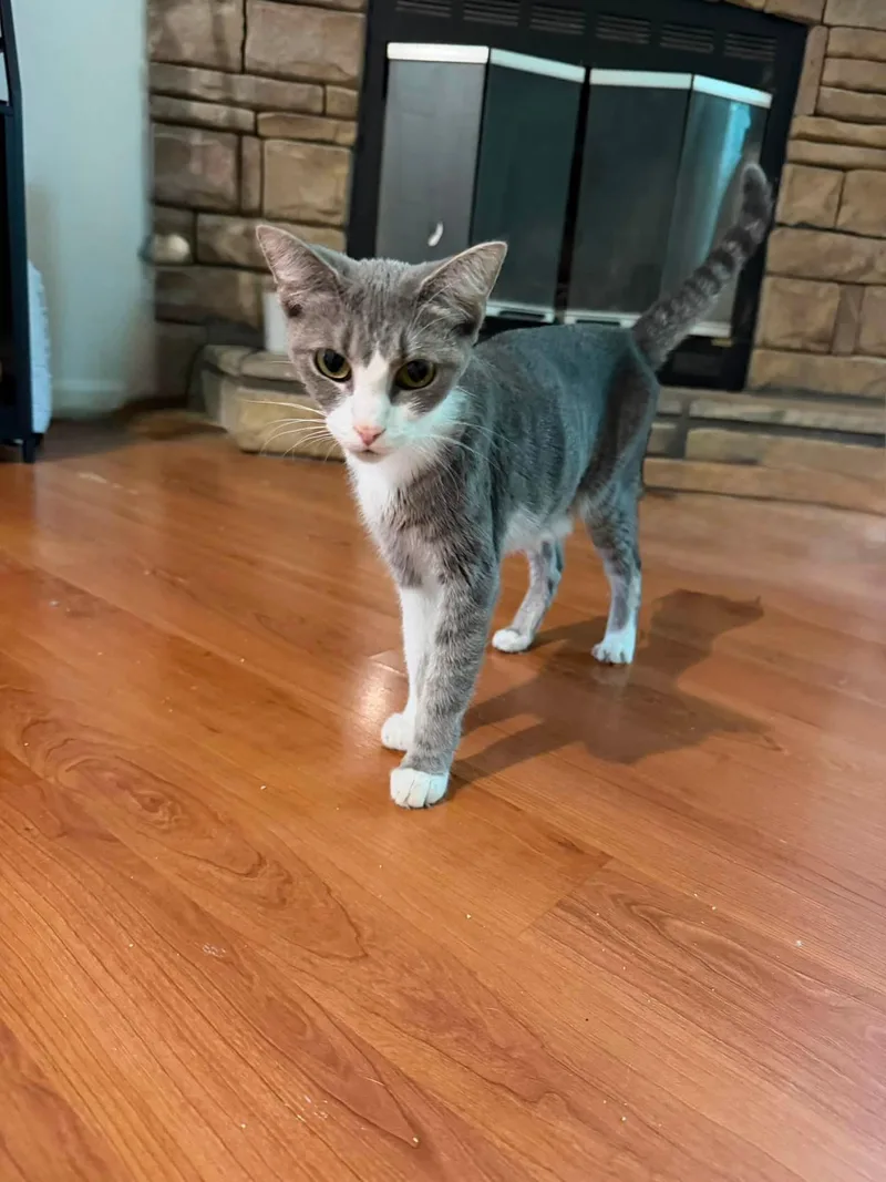 A baby small-sized female Gray & White Domestic Short Hair cat named Junei B for adoption in Clarksville, TN