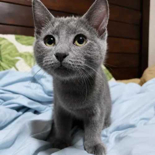 A baby small-sized female Gray / Blue / Silver Domestic Short Hair cat named Louise for adoption in Edmond, OK