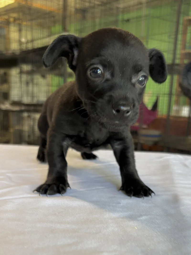 A baby small-sized male Chihuahua dog named River for adoption in Margate, FL